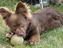 MAIKA, Hund, Mischlingshund in Illschwang
