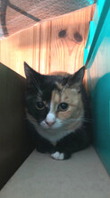 LUCY, Katze, Europäisch Kurzhaar in Wallhausen