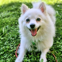 POI, Hund, Spitz in Waghäusel