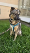TIMON, Hund, Mischlingshund in Dresden
