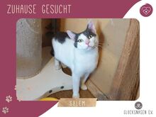 SALEM, Katze, Europäisch Kurzhaar in Bulgarien