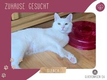 SIANCA, Katze, Europäisch Kurzhaar in Bulgarien
