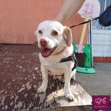 DUKE, Hund, Mischlingshund in Herford
