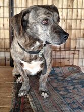 ROXI, Hund, Mischlingshund in Griechenland