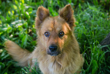 YUTA, Hund, Mischlingshund in Kroatien