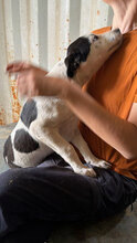 ZAYN, Hund, Mischlingshund in Bad Dürkheim