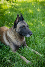 KNUT, Hund, Malinois-Mix in Kroatien