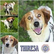 THIRESA, Hund, Mischlingshund in Duisburg