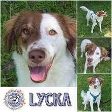 LYCKA, Hund, Mischlingshund in Duisburg