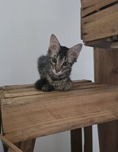 CHARLI, Katze, Langhaarkatze-Mix in Gelsenkirchen