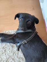 NETTY, Hund, Mischlingshund in Völklingen
