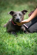 LUDOVICA, Hund, Mischlingshund in Marsberg