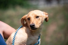 TADDEO, Hund, Mischlingshund in Ungarn