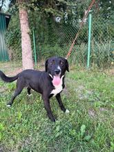 LUPO, Hund, Mischlingshund in Polen