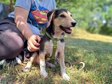 CHESTER, Hund, Mischlingshund in Ungarn
