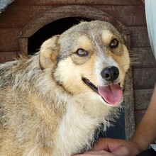NINI, Hund, Mischlingshund in Hamburg