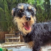 ROBERTA, Hund, Mischling (evtl. mit Yorkshire Terrier) in Spanien