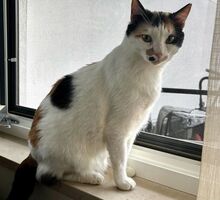COCO, Katze, Europäisch Kurzhaar in Moorenweis