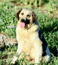 LASSY, Hund, Mischlingshund in Griechenland