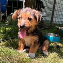 MAX, Hund, Mischlingshund in Rumänien