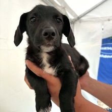 MORITZ, Hund, Mischlingshund in Rumänien