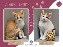 NURI, Katze, Europäisch Kurzhaar in Bulgarien