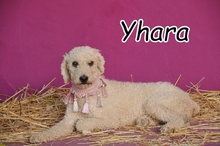 YHARA, Hund, Spanischer Wasserhund in Herxheimweyher