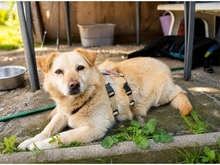 MALIA, Hund, Mischlingshund in Hilpoltstein