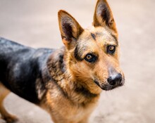 ASUNA, Hund, Mischlingshund in Rumänien