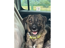 FIETE, Hund, Mischlingshund in Georgensgmünd