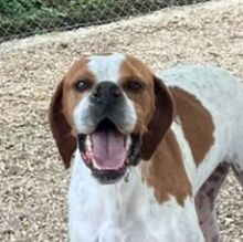 FRYNI, Hund, Pointer in Griechenland