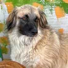 BASHFUL, Hund, Mischlingshund in Rumänien