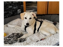 DOLLY, Hund, Mischlingshund in Bottrop