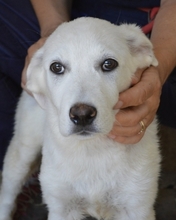 PERRINE, Hund, Mischlingshund in Italien