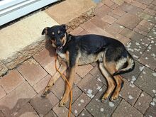 GEDEON, Hund, Mischlingshund in Nieste