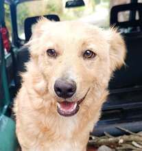 MAX, Hund, Mischlingshund in Offstein