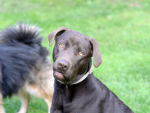 MONTE, Hund, Labrador-Mix in Schwaan
