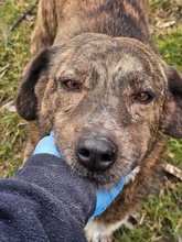 KIARA, Hund, Mischlingshund in Rumänien