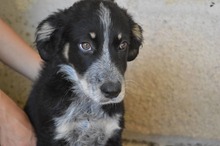 PHAEDRA, Hund, Mischlingshund in Italien