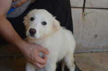 PIXIE, Hund, Mischlingshund in Italien