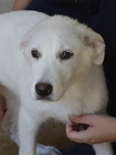 PRIYA, Hund, Mischlingshund in Italien