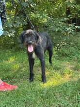 URSULA, Hund, Mischlingshund in Weinsheim