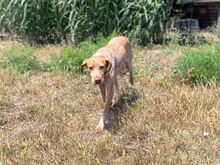 RUTH, Hund, Jagdhund in Italien