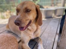 PAUL, Hund, Jagdhund in Italien