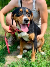 THERESA, Hund, Mischlingshund in Slowakische Republik