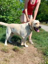 BUDDY, Hund, Labrador Mix in Slowakische Republik