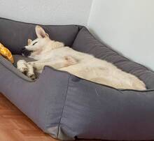 ZIZOU, Hund, Weißer Schäferhund Mix in Offingen