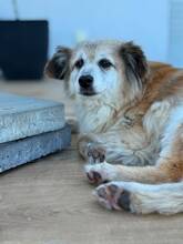 FOXY, Hund, Mischlingshund in Gudensberg