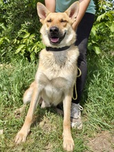 TIM, Hund, Mischlingshund in Slowakische Republik