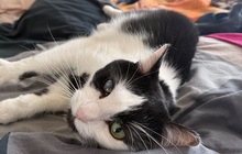 TARANIS, Katze, Europäisch Kurzhaar-Mix in Cadolzburg